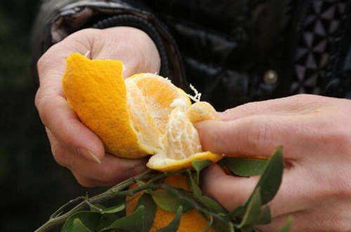 橘子树叶子发黄是怎么回事 怎么办