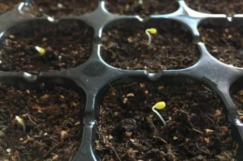 三色堇从发芽到开花是多久（发芽1周，开花80-90天）