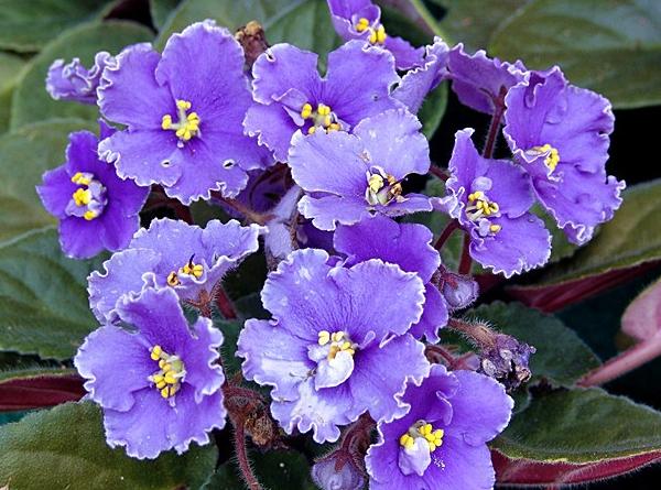 紫罗兰常见病虫害及其防治