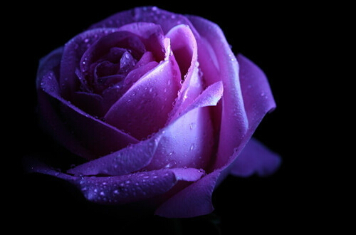 紫色玫瑰的花语是什么 紫玫瑰有什么寓意