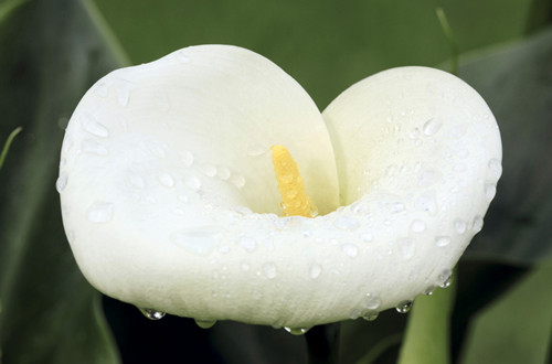 白色马蹄莲的花语是什么