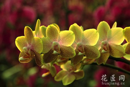 黄色蝴蝶兰的花语是什么