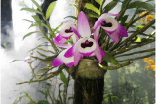 紫色石斛兰的花能吃吗 紫色石斛兰的花语和寓意