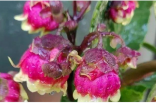 菊花的花期有多久 花语是什么意思