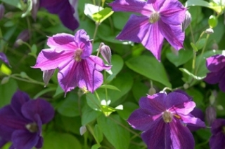 紫色铁线莲的花语 紫色铁线莲的花语是什么