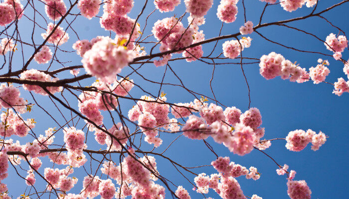 樱花的花语是什么 樱花有什么花语