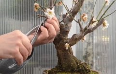 桃树盆栽种植方法