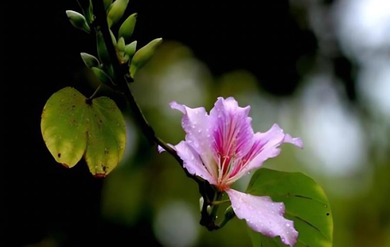 紫荆树能耐低到哪个温度？