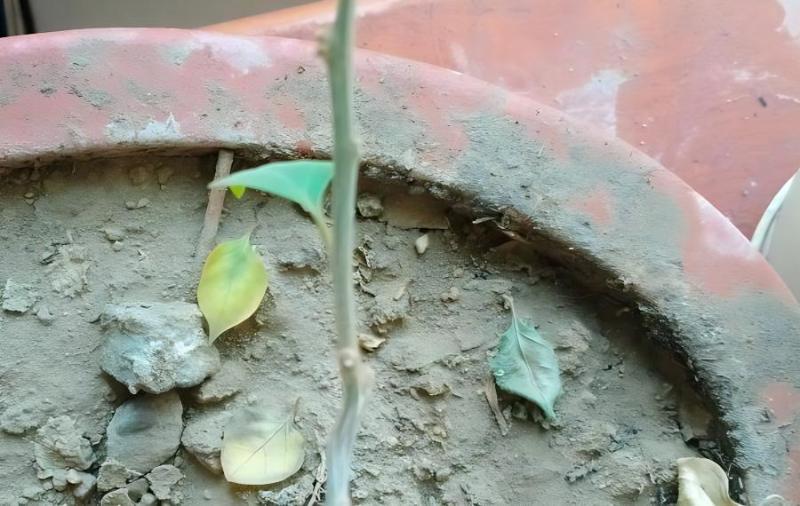 三角梅移植后，等多久才能开花？