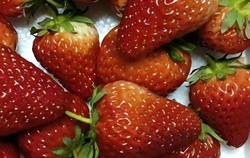 草莓用什么水溶肥最好