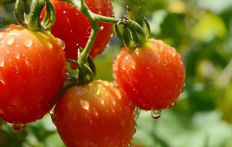黑珍珠番茄种植方法