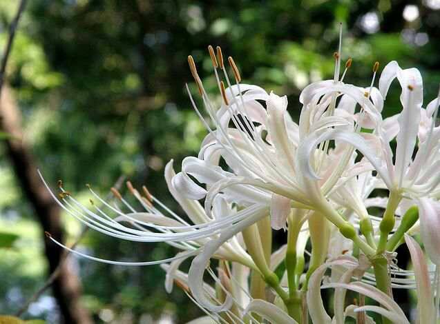 白花石蒜的花语是什么